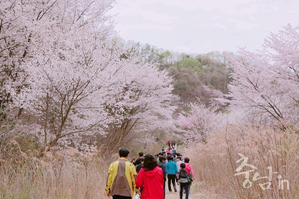 2024 금산 보곡산골 산벚꽃축제, 개최일 일주일 연기 